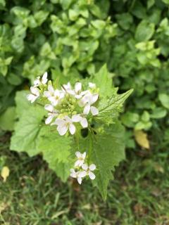 Photograph of garlic mustard flowers surrounded by green foliage