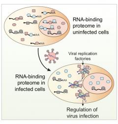 RNA-binding proteome in uninfected cells