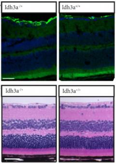 Retinal layers in mice with and withough Idh3a mutations