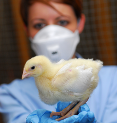 Scientists wearing a face mask and holding a chick.