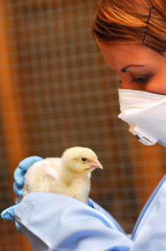 Image of researcher wearing gloves and mask holding a chick