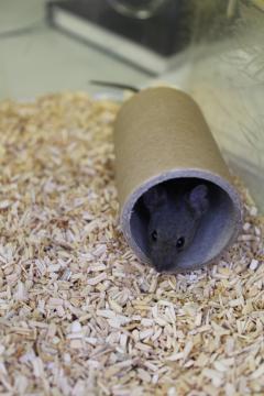Brown mouse in a cardboard tube