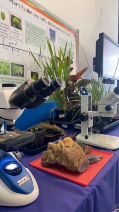 A diversity of fossil of living plant species on display at the Edinburgh Science festival.