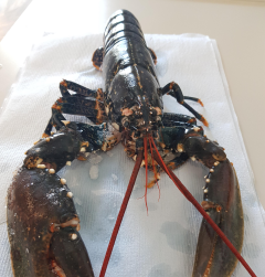 The University of Exeter is grateful to Colin, the lobster from whom their sequencing project originated.