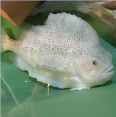 The lumpfish feeds on sea lice, making it a useful biological control agent in aquaculture. 