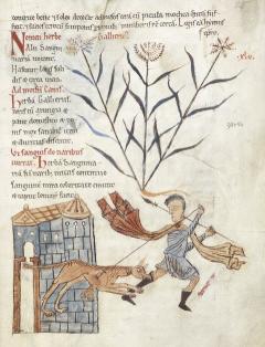Man and dog from BL Harley 5294, f.25