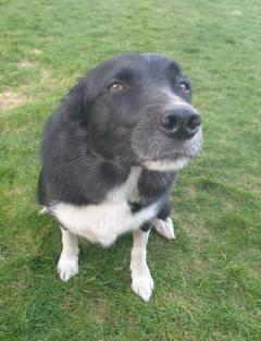 Mia the Collie, Credit Paul McGlynn