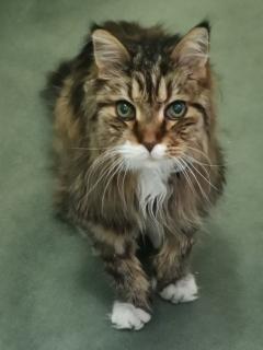 Elderly cats develop clinical signs similar to those of dementia. 