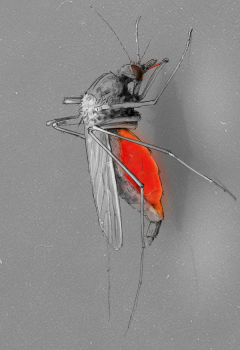 Mosquito - Image credit: Wiebke Nahrendorf