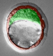 A 3.5 day old mouse blastocyst. The trophectoderm is highlighted in red, while the inner cell mass is highlighted in green.