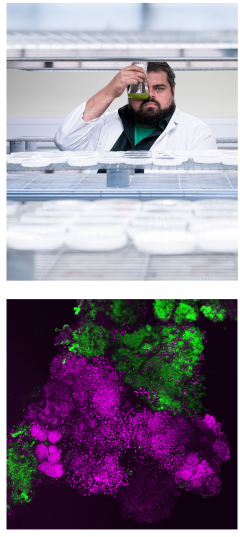 Chimeric tissue formed between plant cells with different genetic makeup, visualised with different fluorescent markers under the microscope