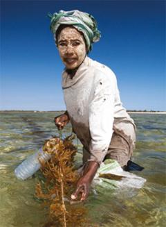 Seaweed farmer, Tampolove