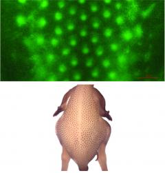 Ostrich Feather development patterns on embryo skin
