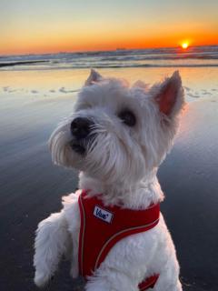 West Highland White terrier on a beach at sunset