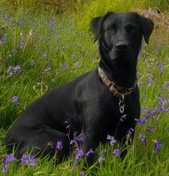 Healthy black Labrador sitting in a summer meadow looking at the camera