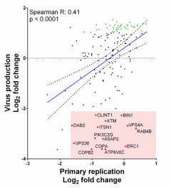 A graph plotting primary replication and virus production in a small siRNA screen