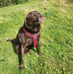 picture of brown labrador sitting in the sun on grass
