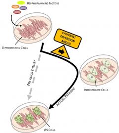 cells detour diagram