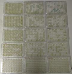 array of 96-well plates showing bacterial growth in some replicate wells