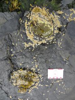 Stegosaur footprints on the Isle of Skye