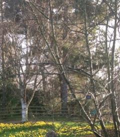Photograph of trees at the Botanic Gardens. At the bottom of the picture there are yellow flowers beginning to bloom. 