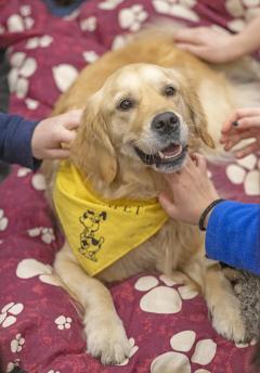 A happy looking golden retriever lies on a patterned dog bed, receiving pets from several different hands.