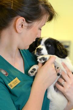 vet nurse making eye contact with a puppy