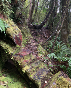 Photograph of a woodland, with moss covered steps