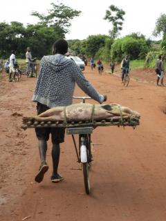 Pig on bike