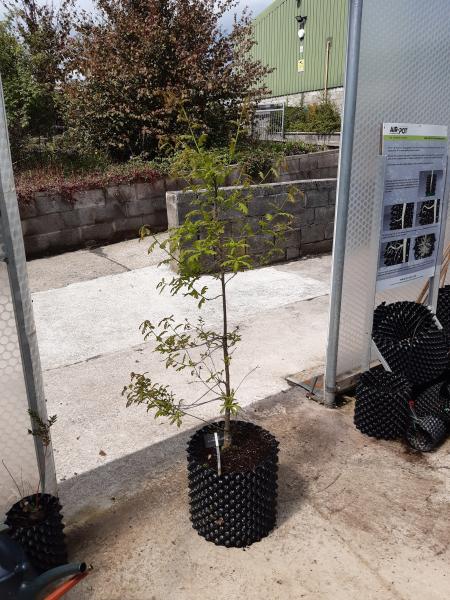 SGA50 Scottish oak sapling (July 2021) from Scotland’s Rural College.