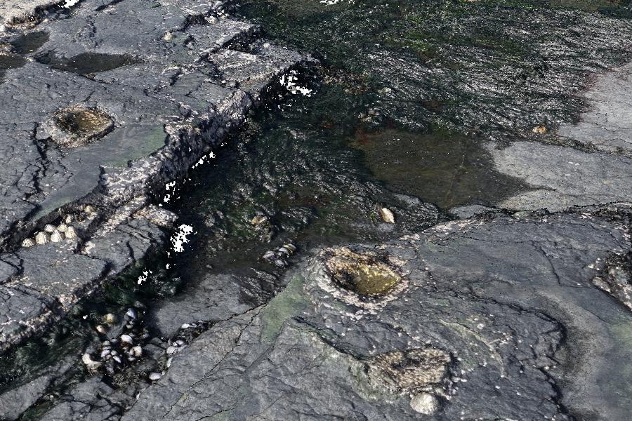 High resolution 3D model of fossil dinosaur tracks at Brothers Point, Skye, from drone imagery