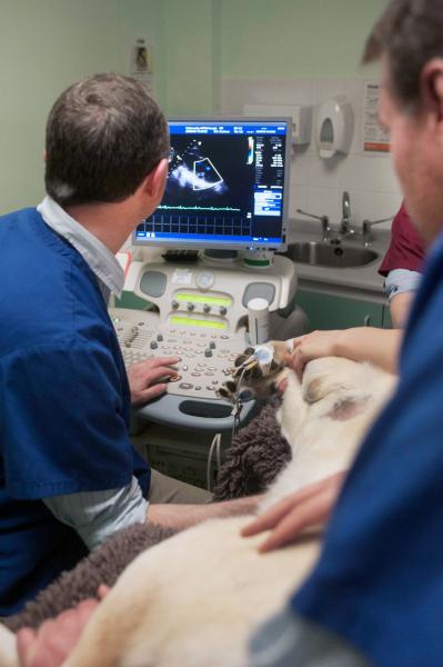 Veterinary Cardiologists using equipment to examine a dog