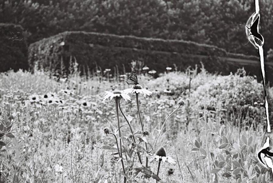 field of wildflowers in black and white