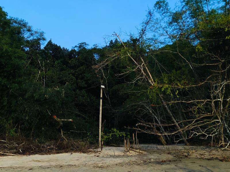 beach with overgrown trees and telephone pole