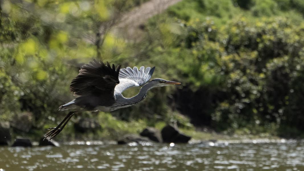 A heron leaps over the lake at the foot of Holyrood Park