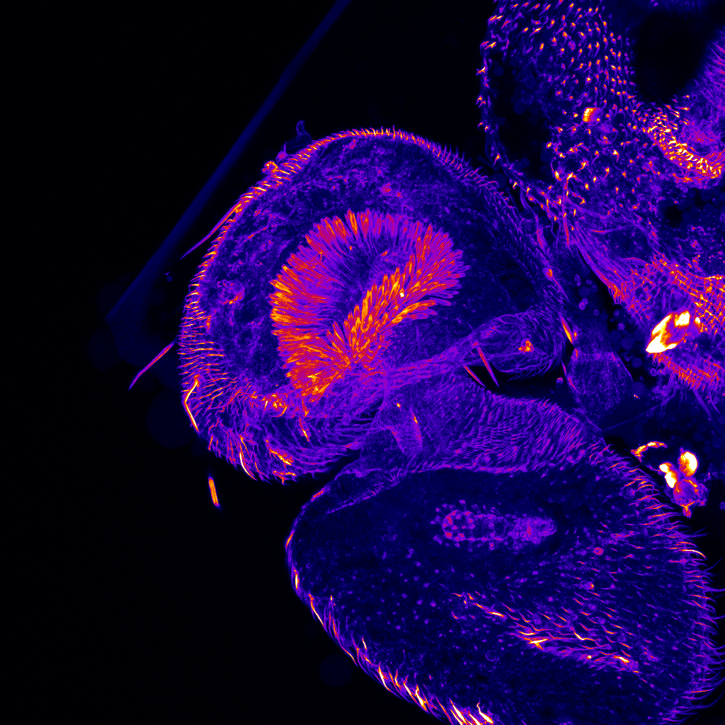 Figure 1 – Drosophila melanogaster antenna containing chordotonal neurons within the Johnston’s organ of the a2 segment. 