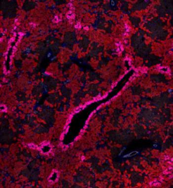 Liver regeneration from ductal cells