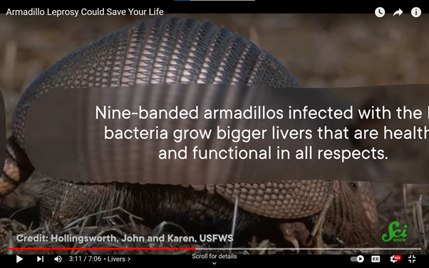 Screenshot from SciSchow YouTube: 'Armadillo Leprosy Could Save Your Life'