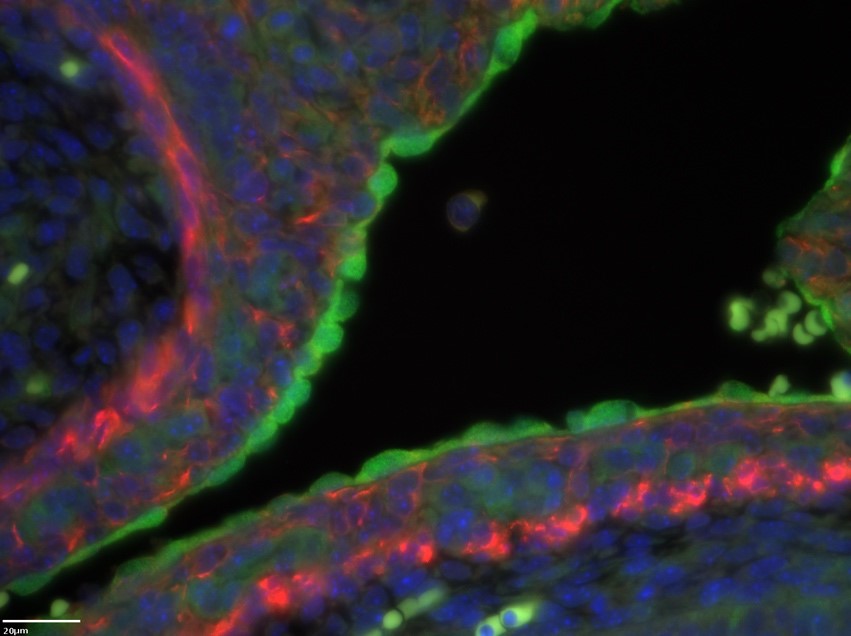 Green red and blue image of mesothelium visceral WAT
