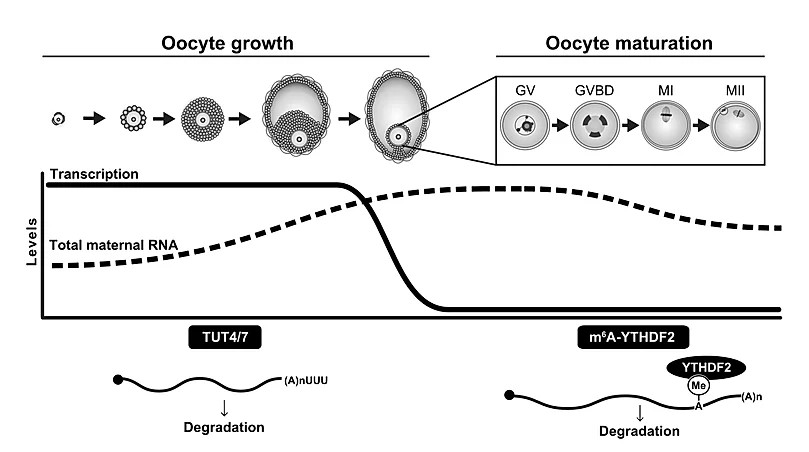 TUT4/7-mediated mRNA uridylation and m6A-YTHD in oocyte growth and maturation