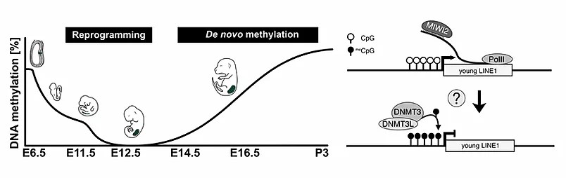 Genomic DNA methylation is erased (reprogramming) and reset (de novo methylation) during germ cell development. 