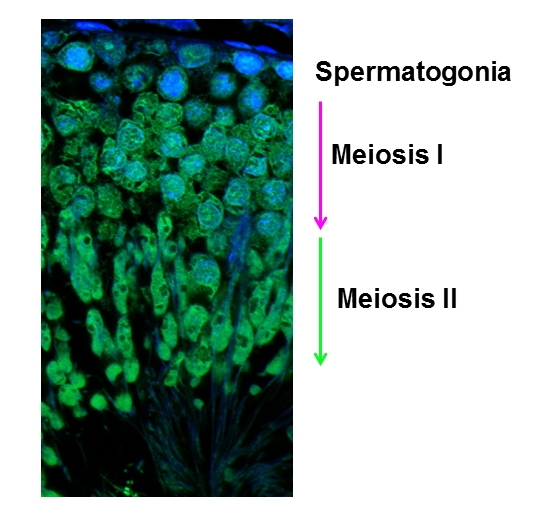 spermotogonia - meiosis I - meiosis II