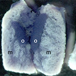 Faf expression in embryonic chick gonads
