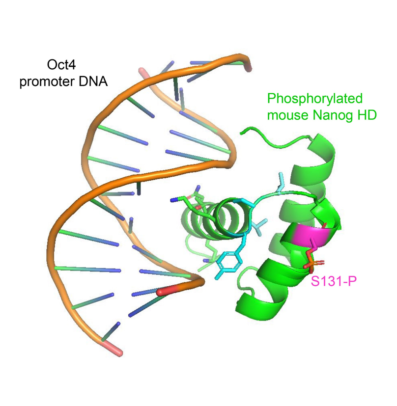 Model of phosphorylated NANOG homeodomain in complex with DNA