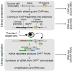Chromatin mechanisms regulating pluripotent identity Diagram