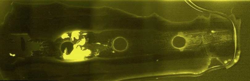 Fluorescence microscopy image showing a biofilm (Escherichia coli expressing Yellow Fluorescent Protein) within the lumen of a c