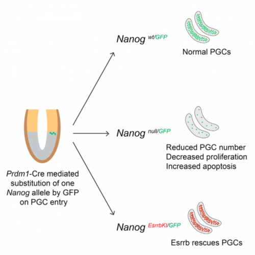 The role of Nanog in Primordial Germ Cell development