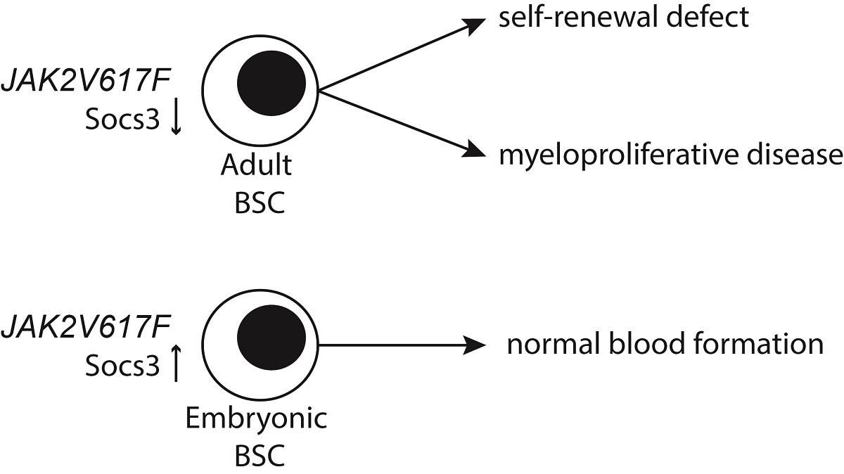 Embryonic blood stem cells are resistant to the JAK2V617F mutation.