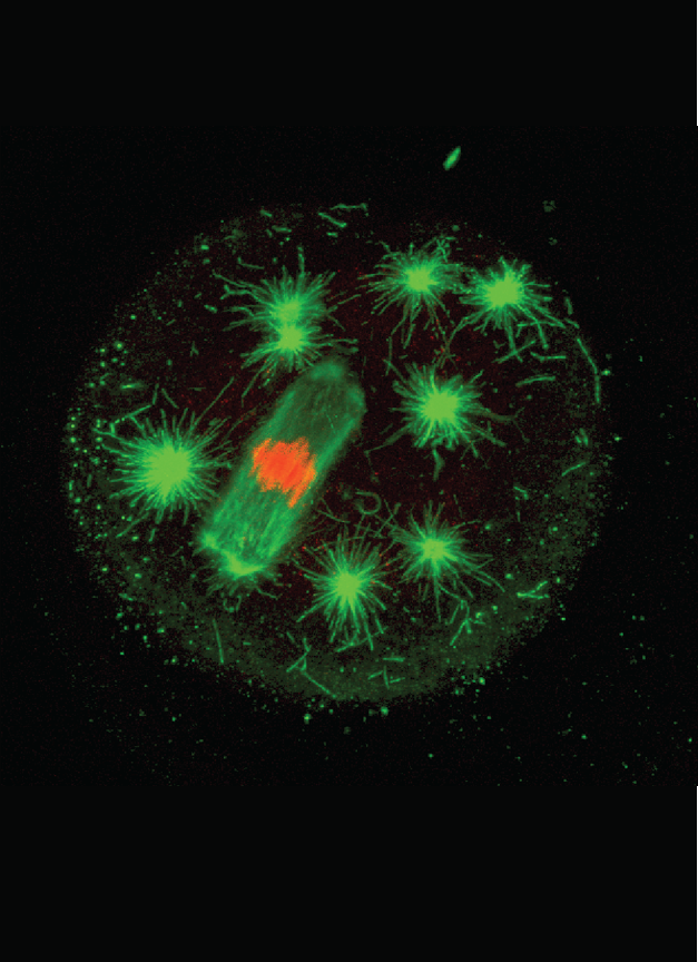 Abnormal Oocyte (Tut4/7 Knockout), DNA shown in red.