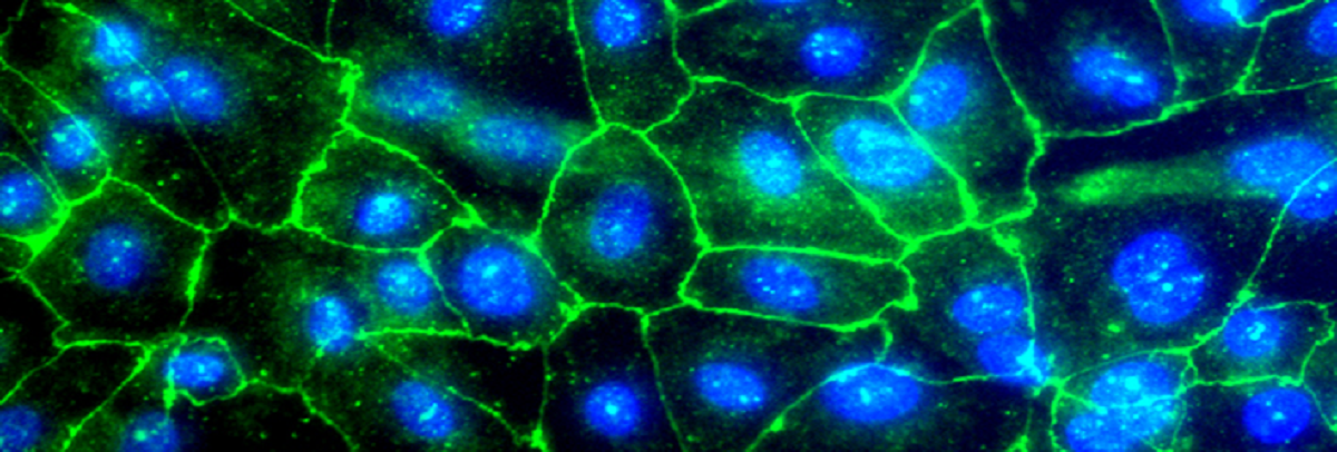 Plasma membrane protein on stem cell derived hepatocytes.